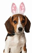 Image result for Dog with Bunny Ears