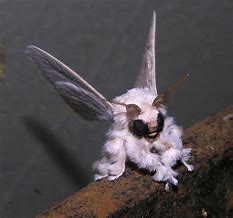 Image result for Australian Poodle Moth