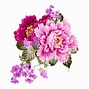 Image result for Peony Bush Vector