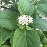 Image result for Cornus Arctic Fire