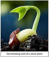 Image result for Two Cotyledons