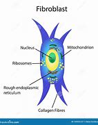 Image result for Fibroblast Drawing