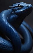 Image result for Blunt Tail Snake