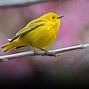 Image result for Small Michigan Birds