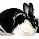 Image result for Siamese Satin Rabbit