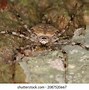 Image result for Spiders That Camouflage