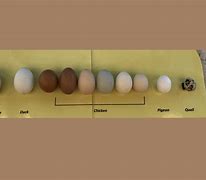 Image result for Farst Is Hen and Egg