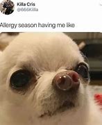 Image result for Allergy Season Meme