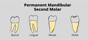 Image result for Mandibular 2nd Pre Molar