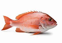 Image result for Ikan Kakap Kalimantan Barat