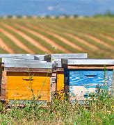 Image result for Migratory Beekeeping