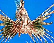 Image result for Lionfish Eating Fish