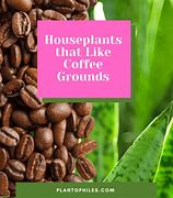 Image result for Which Houseplants Like Coffee Grounds