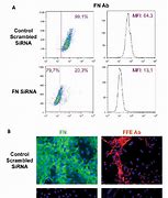 Image result for EpCAM HUVEC