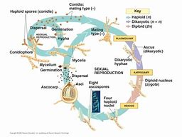 Image result for Chytridiomycota Characteristics