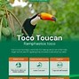 Image result for Toco Toucan Tongue