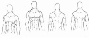 Image result for Muscle Refrences