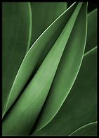 Image result for Bright Green Leaves Poster