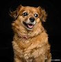 Image result for Dog Family Images