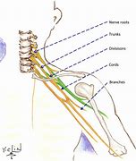 Image result for Brachial Plexus Nerve Glides