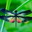 Image result for Dragonfly Fly