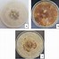 Image result for Pythium SPP Rhizoctonia Solani