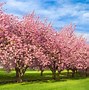 Image result for Sahra Pics with Trees