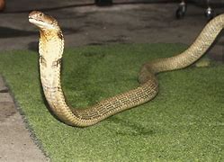 Image result for Bangarus Snake