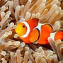 Image result for Anemone Fish No Background