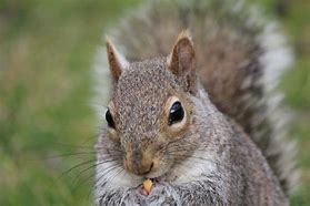 Image result for Squirrel