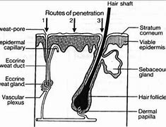 Image result for Skin Diagram Esthetics