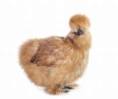 Image result for Brown Silkie