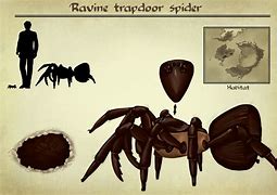 Image result for Ravine Trapdoor Spider