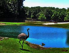 Image result for Zoo Background Template