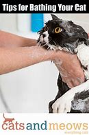 Image result for Bathing Your Cat