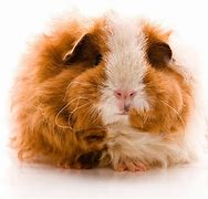 Image result for Long Hair Guinea Pig