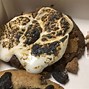 Image result for O the Owl Cookies