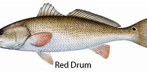 Image result for Red Drum