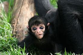 Image result for Sped Monkey Baby