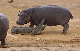 Image result for Hippo On Land