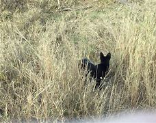 Image result for Melanistic Serval Cat