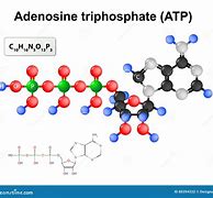 Image result for Adenosine