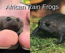 Image result for African Rain Frog