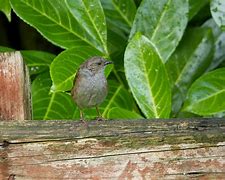 Image result for Dunnock