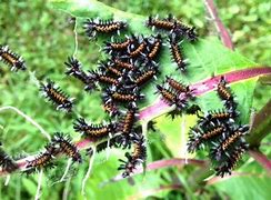 Image result for Milkweed Tussock Butterfly