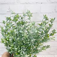 Image result for Japanese Boxwood Bush