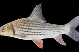 Image result for Ikan Temoleh Umpan