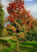 Image result for Maple Oak Tree