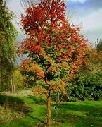 Image result for Maple Trees Variety