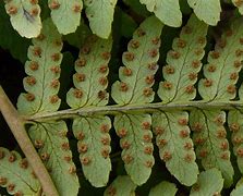 Image result for Marginal Wood Fern